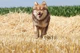 CHIEN FINNOIS DE LAPONIE 524